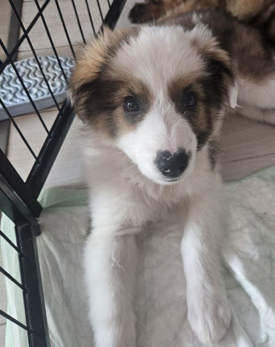 Кученца за осиновяване