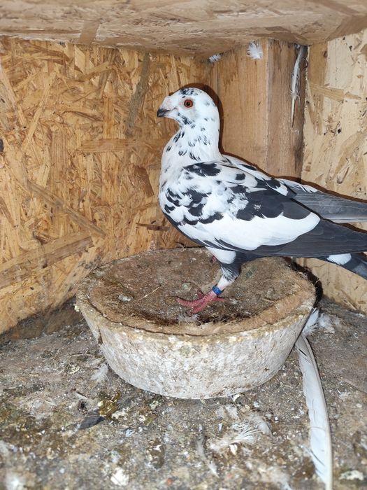 Porumbei pui și maturi