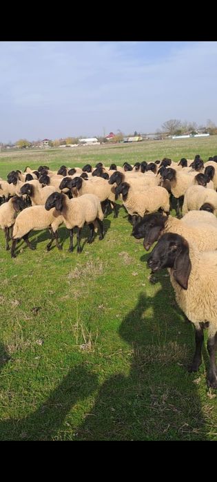 Vand oi sarbească carabașa