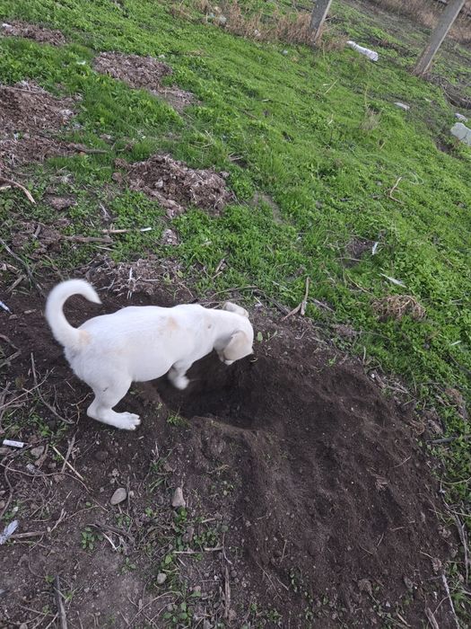 Подарявам кученца