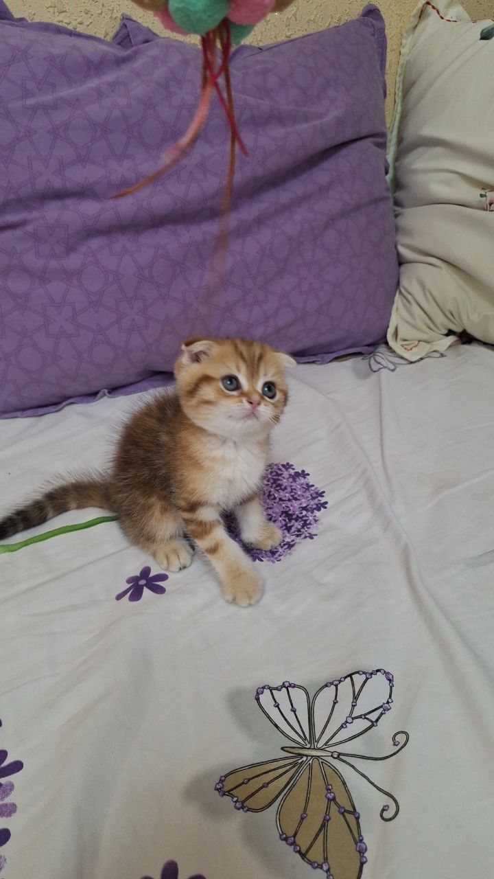 скотиш фолд золотая шиншилла мрамор мальчик