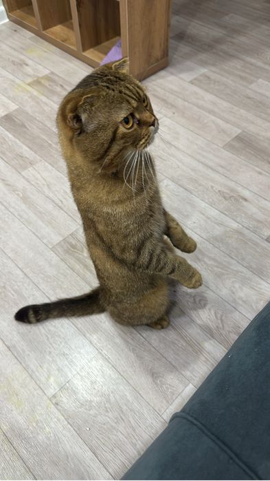 Кот на вязку шотландский вислоухий