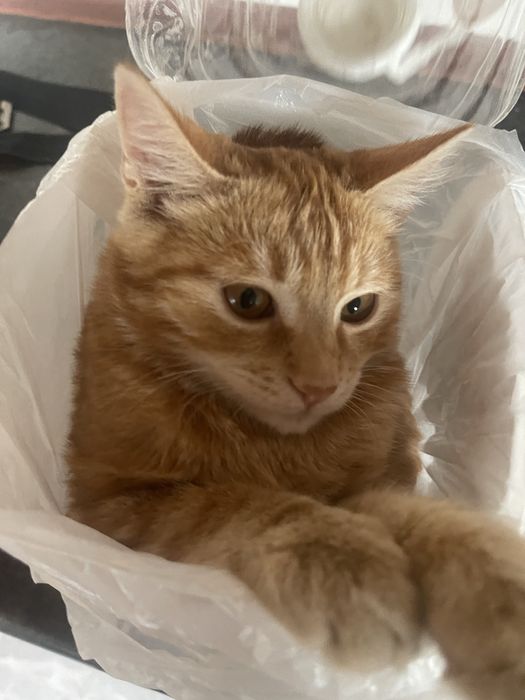 пропал кот рыжий в иргели