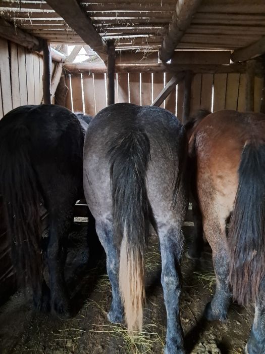 Caii de vanzare pret negociabil