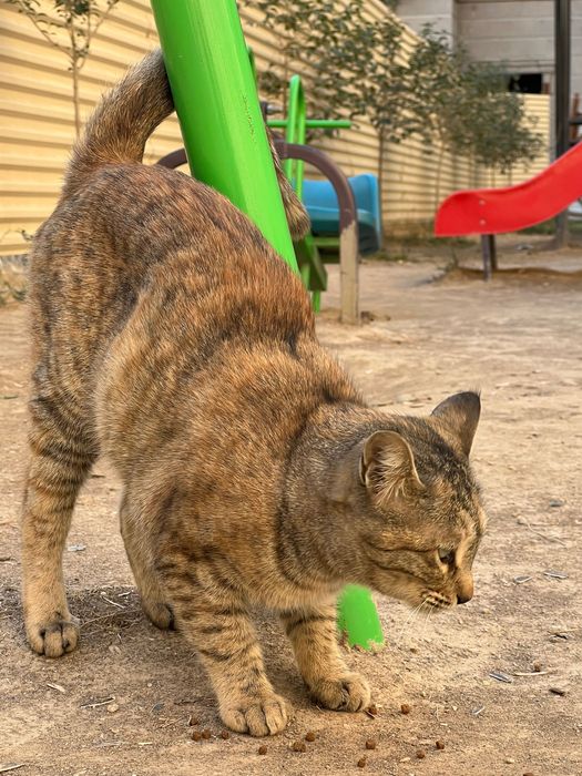 Кошка. Ищет хозяина и друга