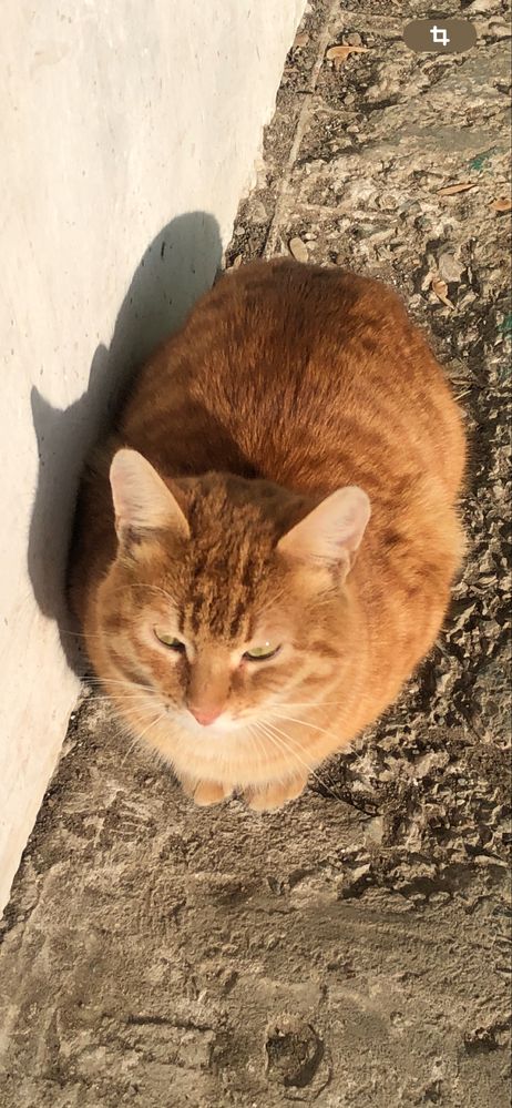 Ишем дом котику