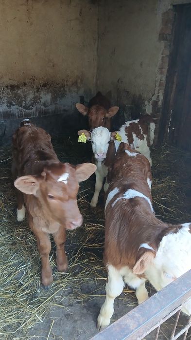 Vand 4 vitei angus si baltata