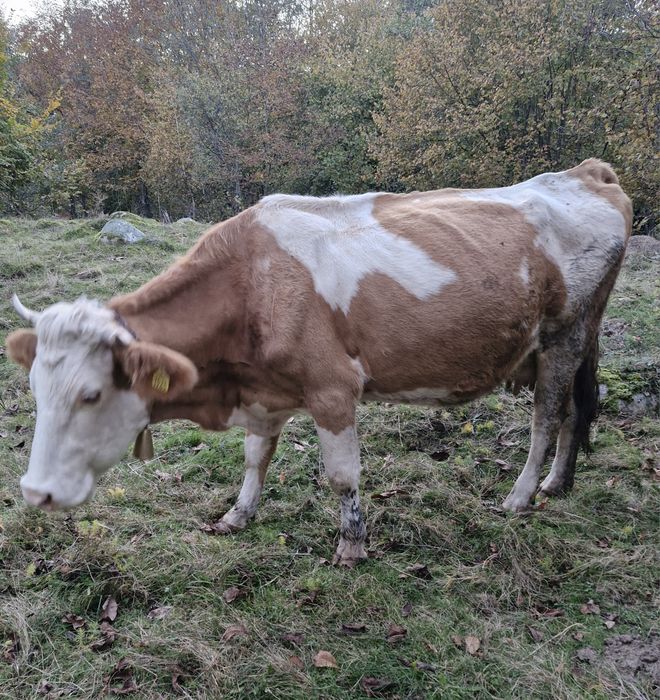 Vând vaci baltata romaneasca.
