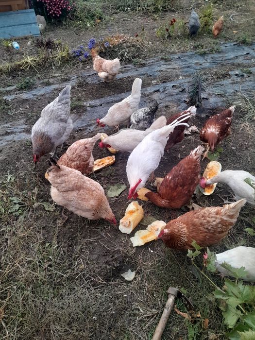 КОКОШКИ 25лв с.Осисово