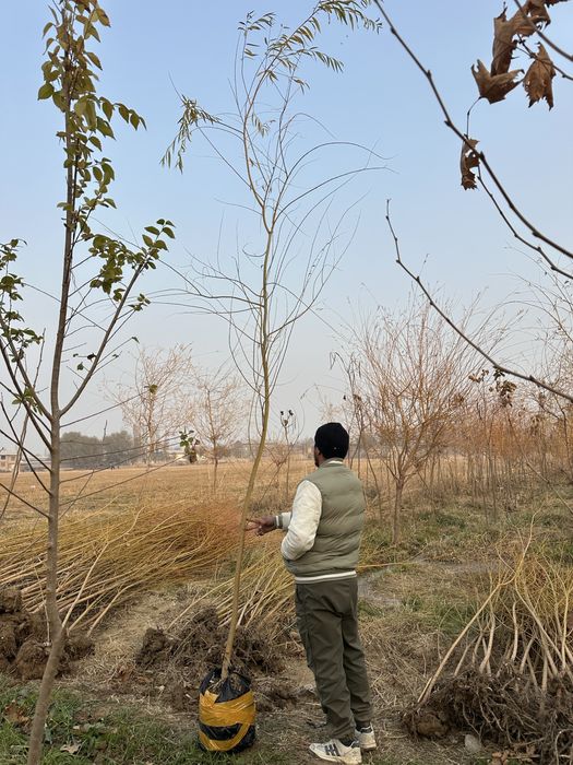 Majnun tol 2 metrdan 5 metrgacja