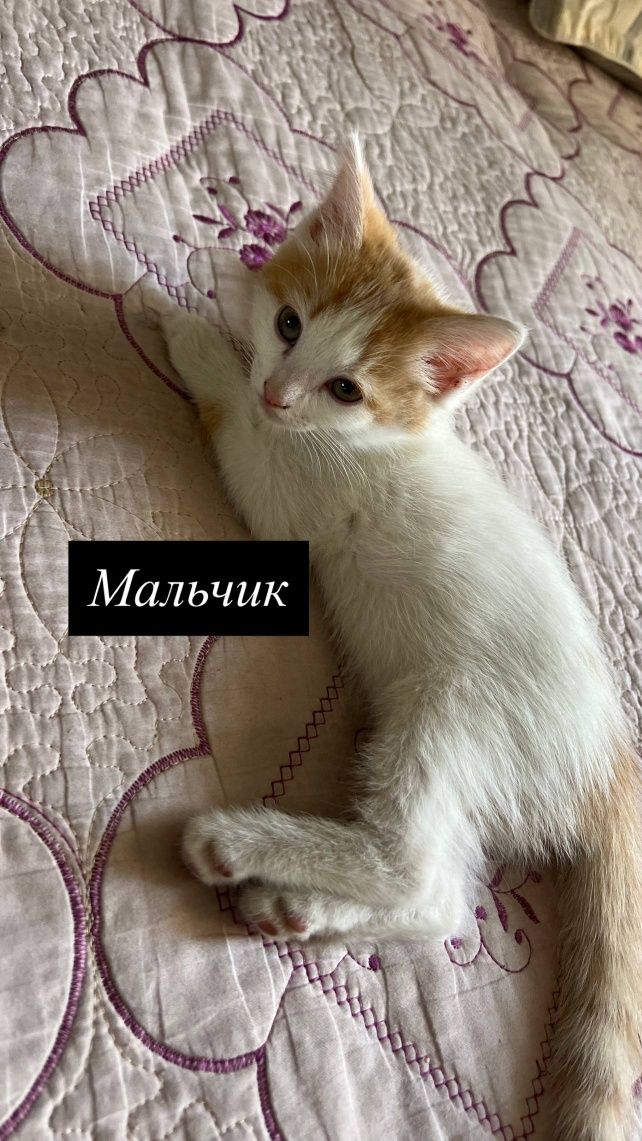 Отдоём котят в хорошие руки