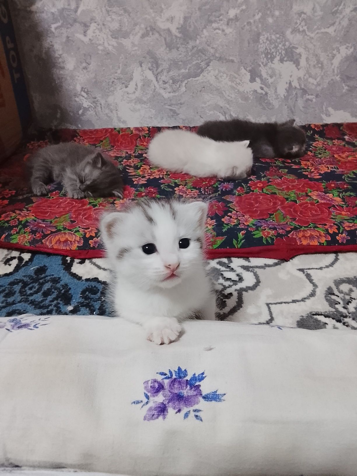 Sotiladi sotiladi.