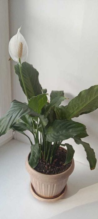 Продам комнатное растение "Спатифиллум" (женское счастье).