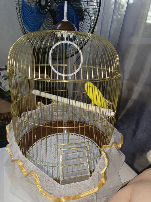 Попугай с клеткой