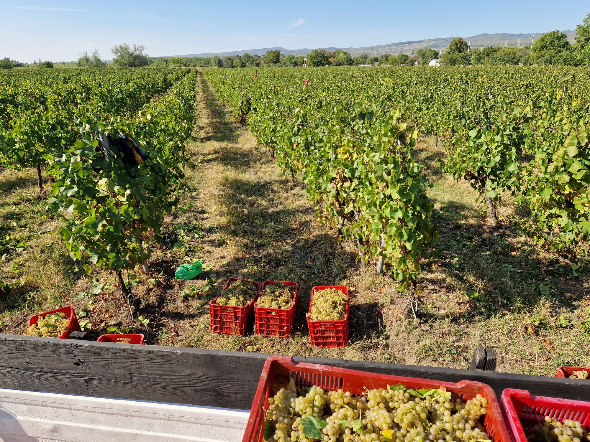 Producator vand struguri pentru vin de calitate DOC Cotesti si must