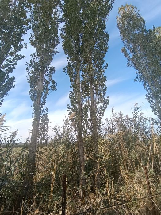 Teraklar sotiladi zudlik bilan