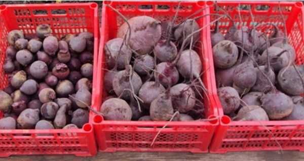 Продам свёклу...