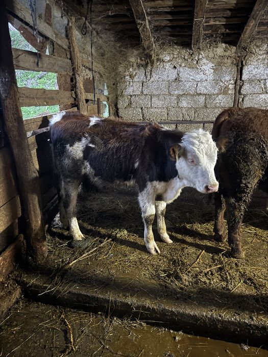 Vaci si vieti de vanzare