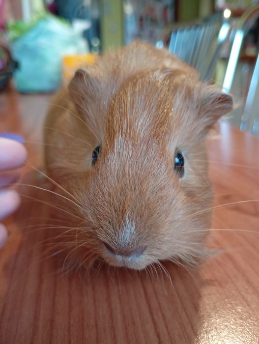 Porcușor de guineea