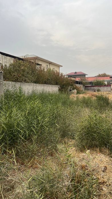 Тошкент шахар Олмазор тумани гулзор МФЙ  Ореинтр: Қора қамиш 1/4