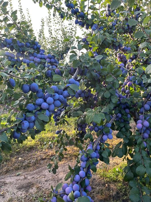 Vând prune pentru țuică