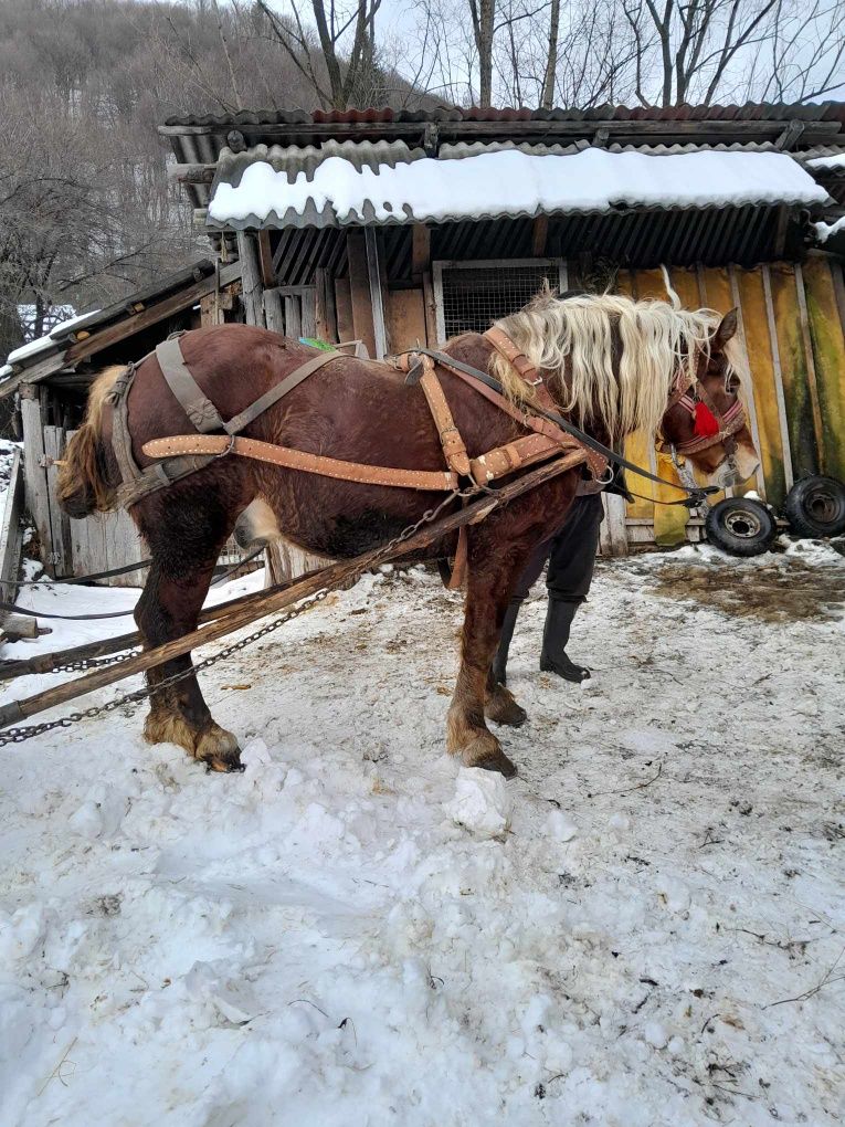 Armăsar de vânzare