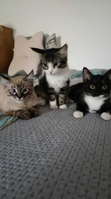 Отдам котиков. 6 месяцев.