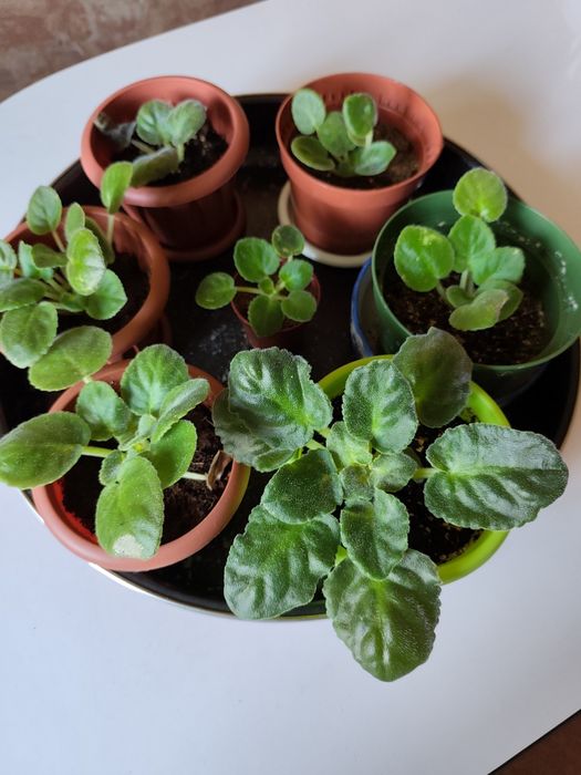 Фиалки фиалки фиалки