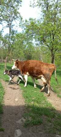 vand f. avantajos vaca Baltata Romaneasca cu vitelusa Albastru Belgian