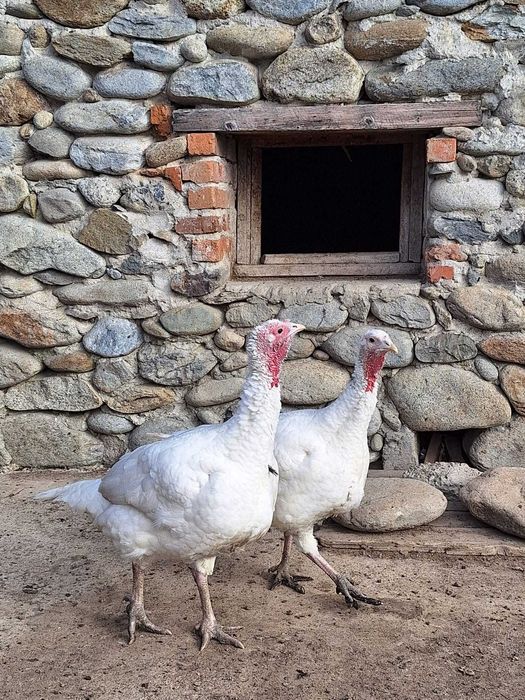 Curcani de vânzare!!