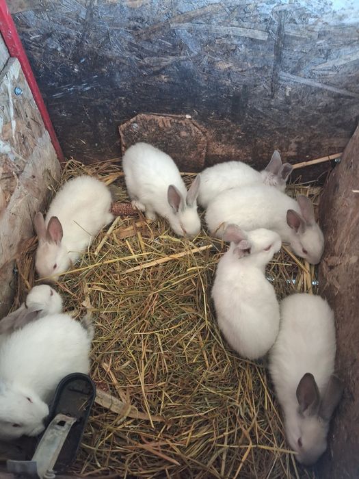 Iepuri albi de vanzare.