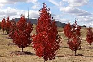 Marul decorativ Malus Royalty  par decorativ Chanticleer