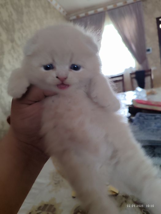 Assal Mushuklar  shatlanskiy. Asil zotlik