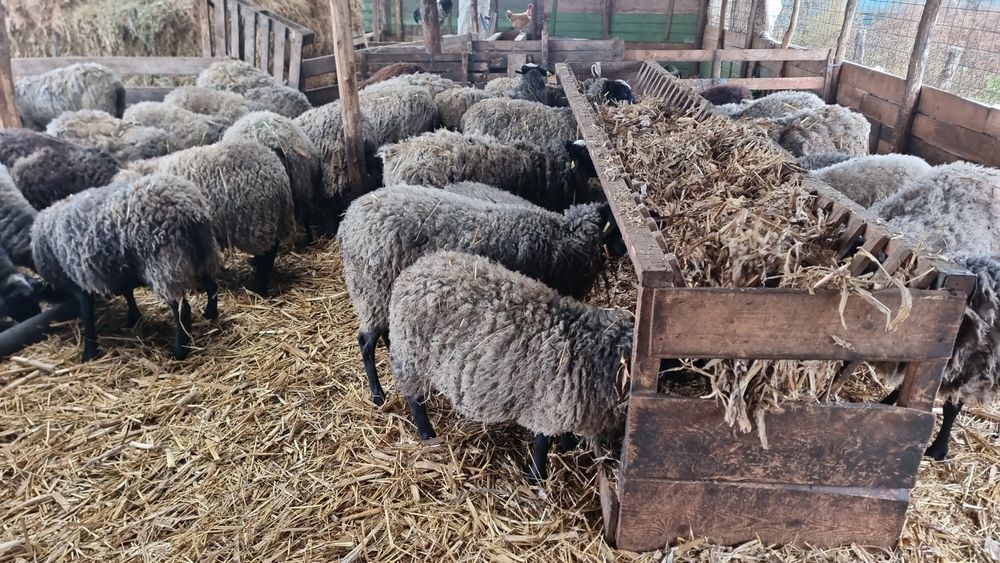 Oi Romanov la schimb cu viței