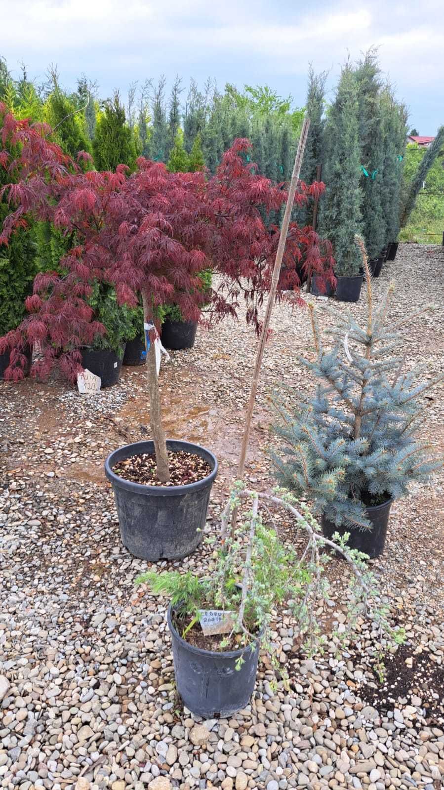 Leylandii Verde , Galben , artar japonez , taxus