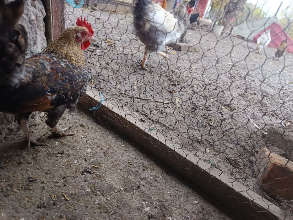 Vând cocoși la alegere