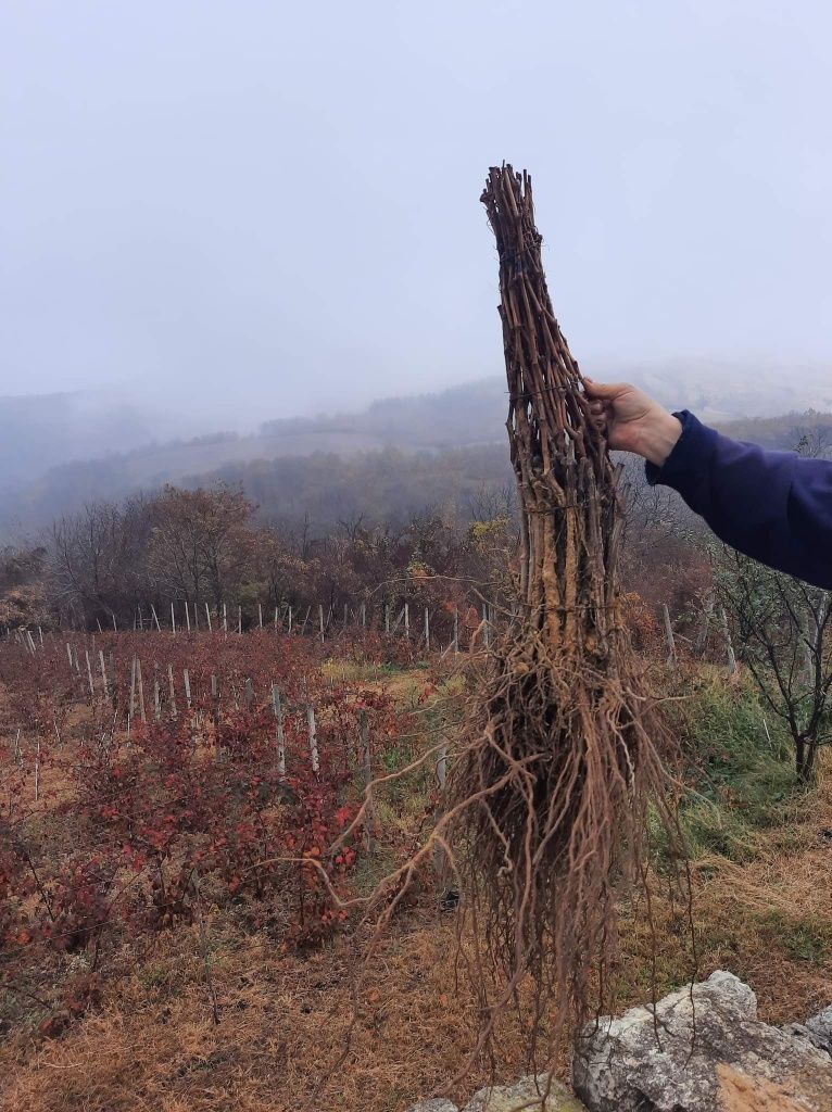 Butași Viță De Vie Hibridă 3 Anii