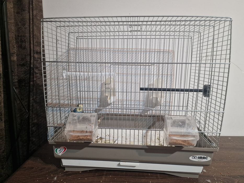 Papagal Perus Colivie