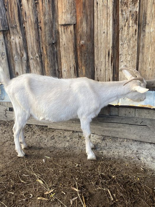 Iadă saanen de vanzare