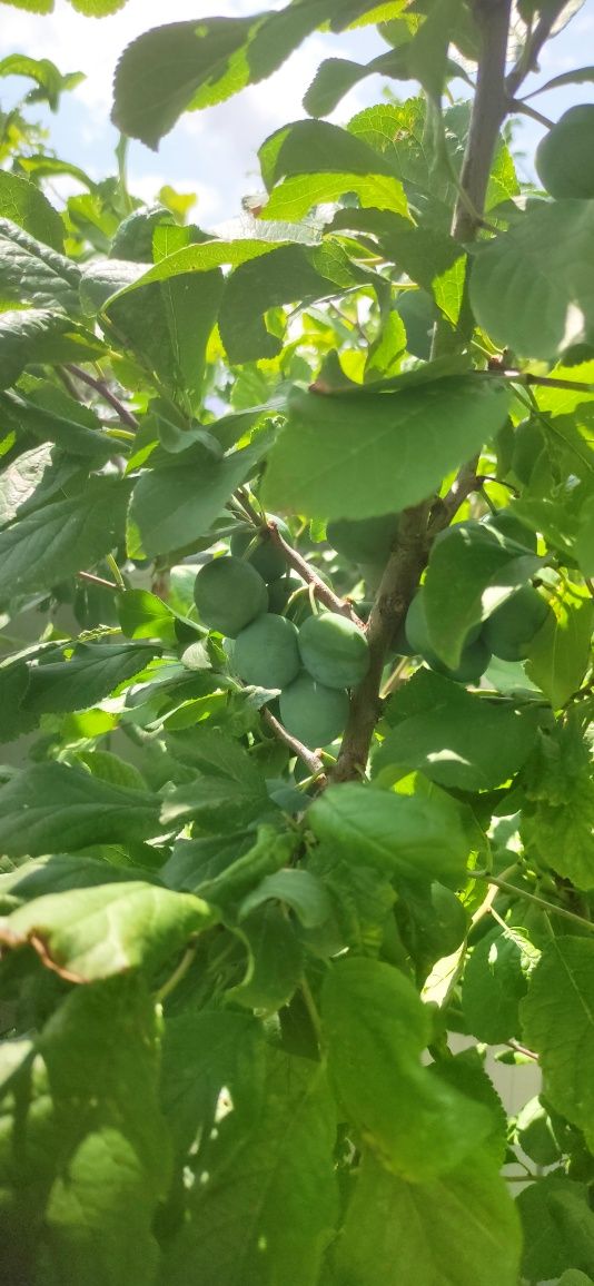 Продам дом не дорого торг есть