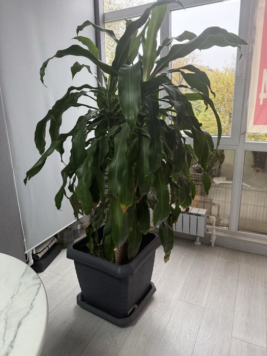 Продам цветок фикус kaspi red