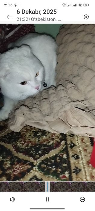 Hamma ini hojati oqatlarigachan bor