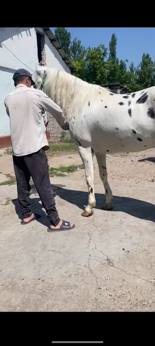 Тулпор,от, той, арзон ишончли у́зимники