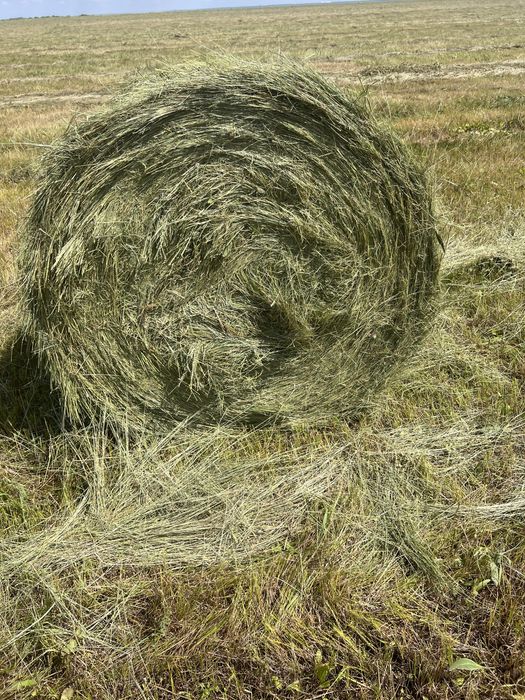 Сено. Шөп. Продам. Сатамын. Рулон. Тюк. Луговое. Разнотравье. Бидайық.