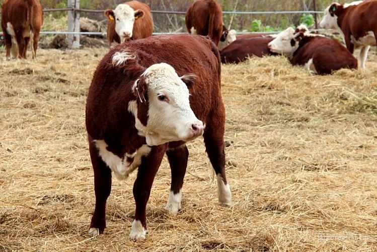 Таза Ақбас баспак кашарлар сатылады .