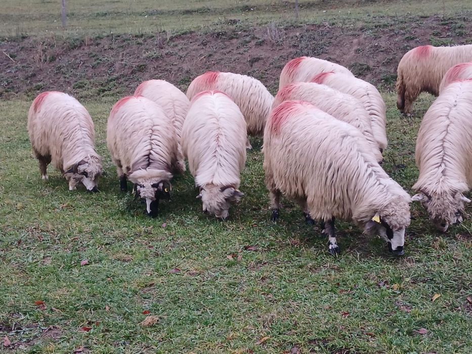 De vanzare 15 oi țurcane gestante