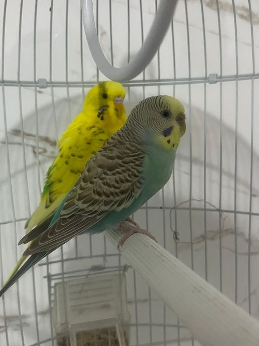 Волнистые папугаи