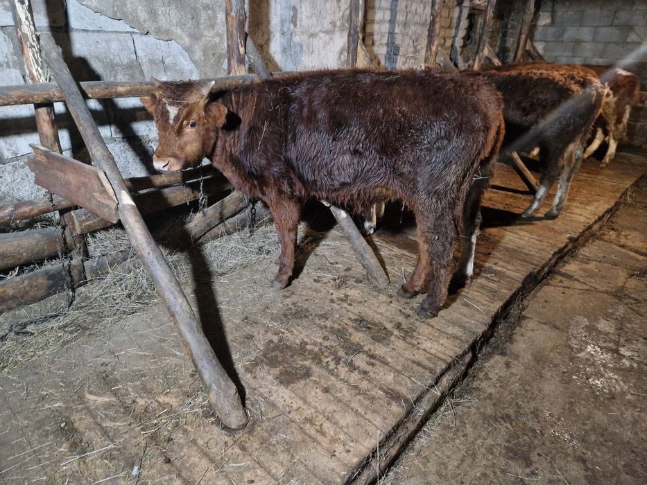 Продам  подсосных телят