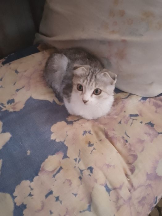 Породистый котенок пишак