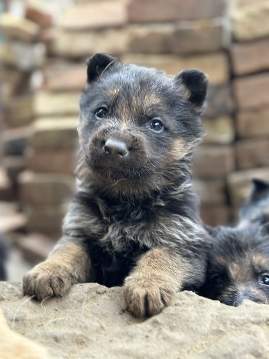 Щенки немецкой овчарки
